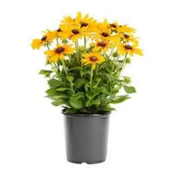 Zonnehoed – Rudbeckia