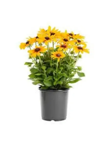 Coneflower – Rudbeckia