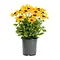  Rudbeckia