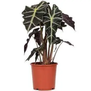 Skeleton Plant – Alocasia Polly