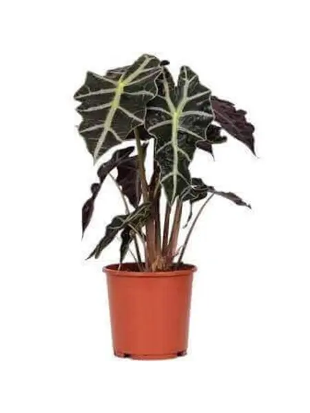 Skeleton Plant – Alocasia Polly