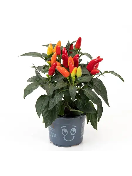 Sierpeper – Capsicum annuum