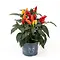  Sierpeper – Capsicum annuum