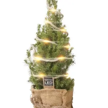 Firenze Bloemenatelier – Handgemaakte Boeketten, Bloemstukken & Planten Épicéa nain – Picea