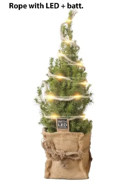 Dwarf Spruce – Picea
