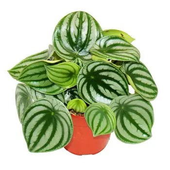 Watermelon Peperomia – Peperomia argyreia