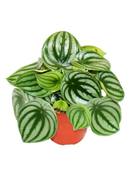 Watermelon Peperomia – Peperomia argyreia