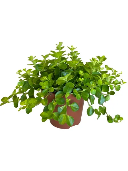 Trailing jade – Peperomia rotundifolia