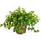  Trailing jade – Peperomia rotundifolia