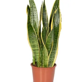 Vrouwentongen – Sansevieria trifasciata 'Laurentii'