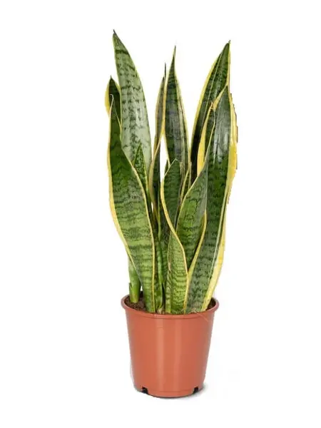 Snake Plant – Sansevieria trifasciata 'Laurentii'