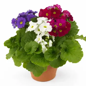 Primevère cône – Primula obconica