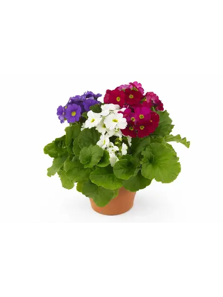 Kegelsleutelbloem – Primula obconica