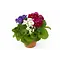 Firenze Bloemenatelier – Handgemaakte Boeketten, Bloemstukken & Planten Cone Primrose – Primula obconica