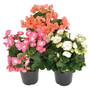 Firenze Bloemenatelier – Handgemaakte Boeketten, Bloemstukken & Planten Bégonia