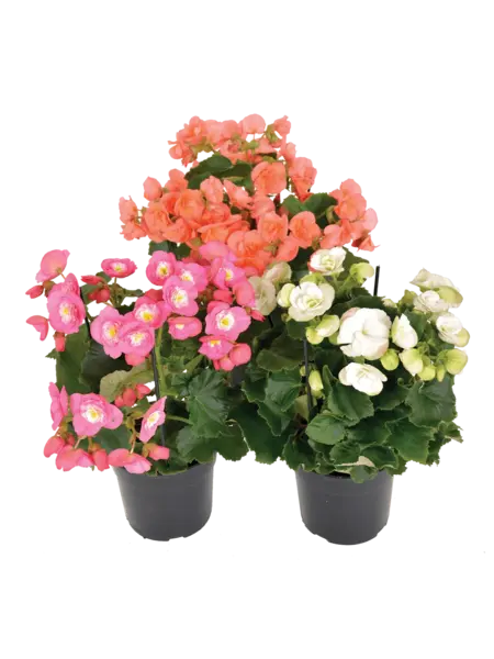 Begonia