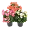  Begonia