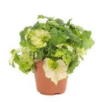 Piggyback plant – Tolmiea menziesii