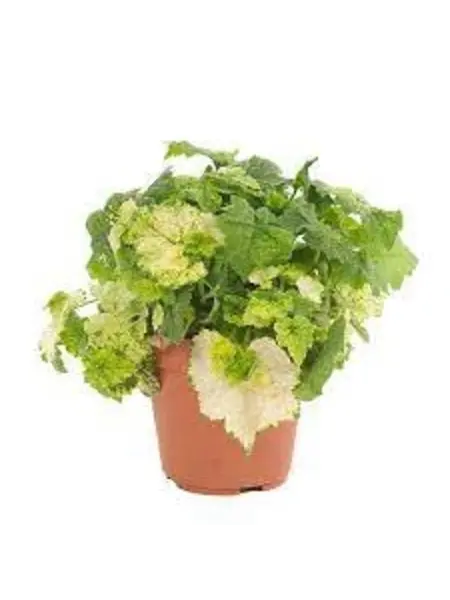 Piggyback plant – Tolmiea menziesii