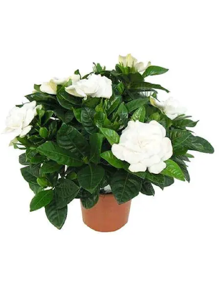 Cape Jasmine – Gardenia jasminoides