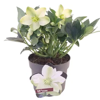 Kerstroos – Helleborus
