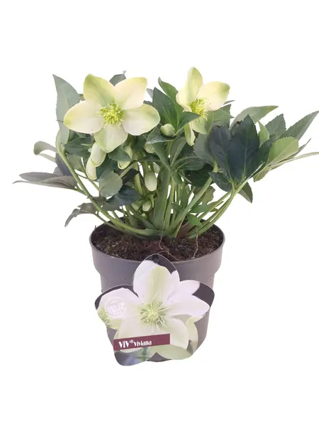 Christmas rose – Helleborus