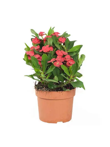 Crown of Thorns – Euphorbia milii