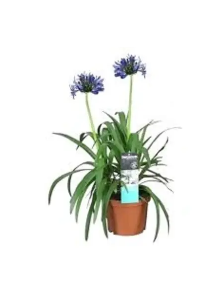 Lis d’Afrique – Agapanthus