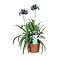  Afrikaanse Lelie – Agapanthus