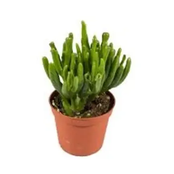 Plante de Jade – Crassula ovata “Gollum” & “Hobbit”