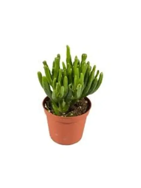Gollum Jade – Crassula ovata “Gollum” & “Hobbit”