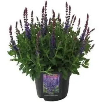 Salvia Nemorosa Sensation ‘Blue’