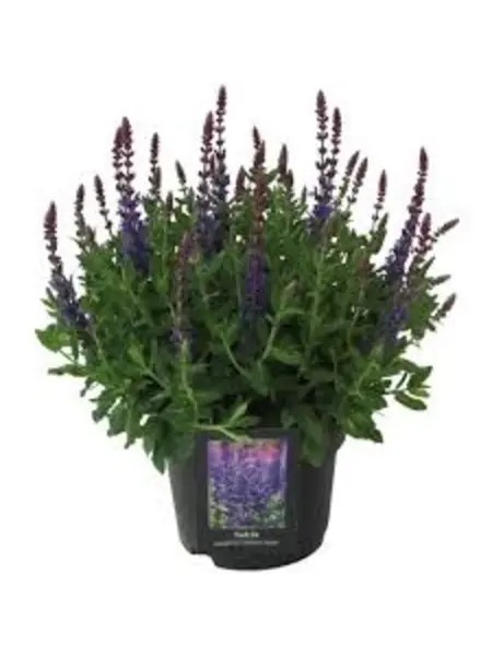 Salvia Nemorosa Sensation ‘Blue’
