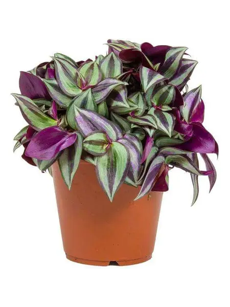 Vaderplant – Tradescantia zebrina
