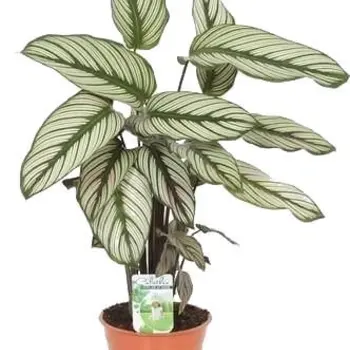 Prayer plants – Calathea Whitestar