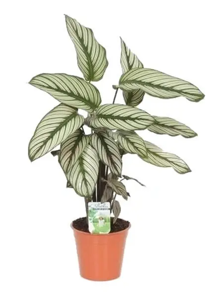 Prayer plants – Calathea Whitestar