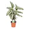  Prayer plants – Calathea Whitestar