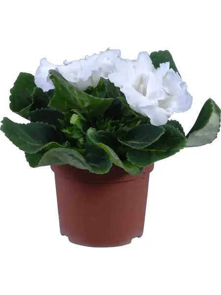 Gloxinia White – Sinningia speciosa