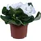  Gloxinia White – Sinningia speciosa