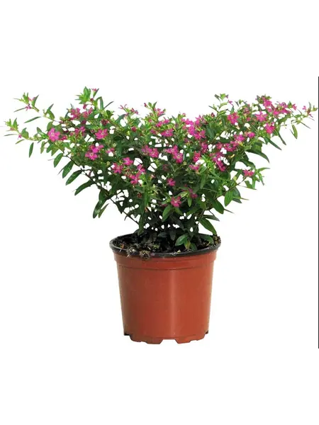 Mexican Heather – Cuphea hyssopifolia