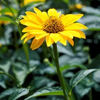 False Sunflower – Heliopsis longipes