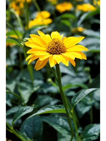 Zonneoog – Heliopsis longipes