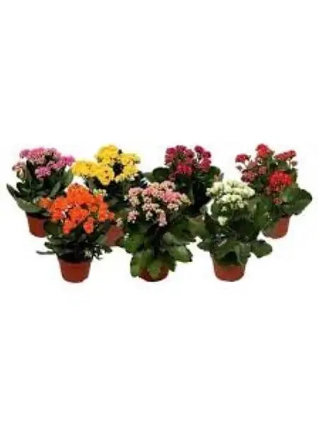 Kalanchoe mini Mix
