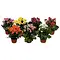  Kalanchoe mini Mix