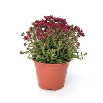 Orpin – Sedum spurium Spot on deep rose