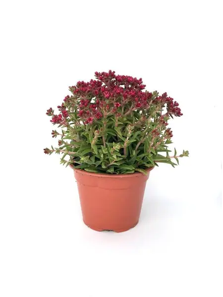 Orpin – Sedum spurium Spot on deep rose
