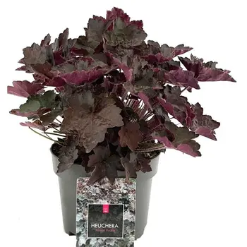 Heuchère pourpre – Heuchera micrantha 'Palace Purple'