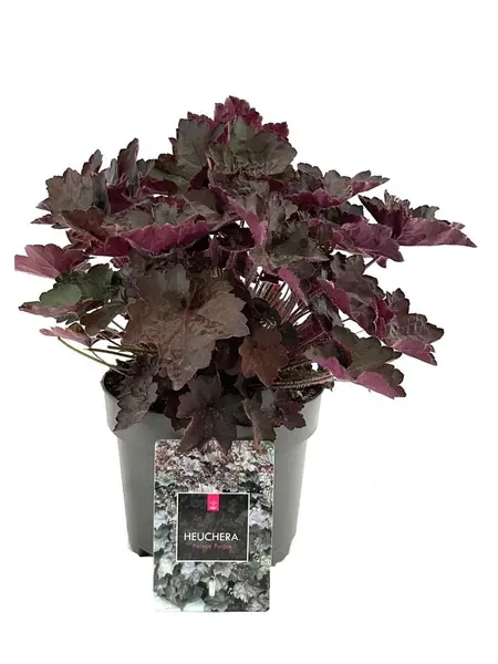 Purperklokje – Heuchera micrantha 'palace purple'
