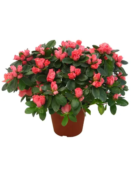 Azalea Pink – Rhododendron simsii