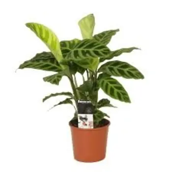 Firenze Bloemenatelier – Handgemaakte Boeketten, Bloemstukken & Planten Calathea zebrina